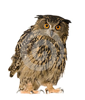 Eurasian Eagle Owl - Bubo bubo (22 months)