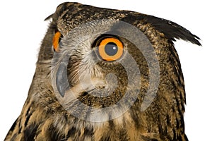 Eurasian Eagle Owl - Bubo bubo (22 months)