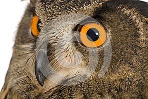 Eurasian Eagle Owl - Bubo bubo (22 months)