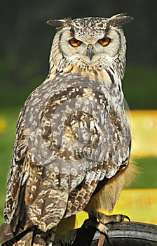 Eurasian Eagle owl (Bubo bubo)