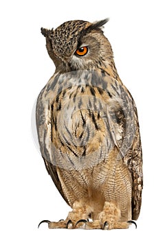 Eurasian Eagle-Owl, Bubo bubo