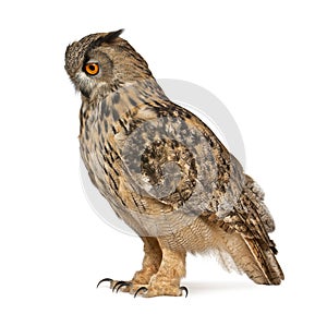 Eurasian Eagle-Owl, Bubo bubo