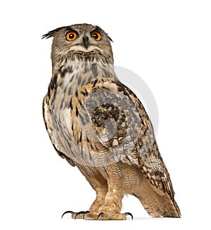 Eurasian Eagle-Owl, Bubo bubo