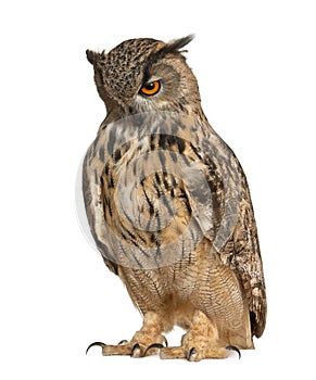 Eurasian Eagle-Owl, Bubo bubo