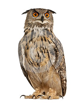 Eurasian Eagle-Owl, Bubo bubo