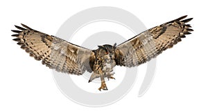 Eurasian Eagle-Owl, Bubo bubo