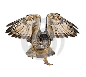 Eurasian Eagle-Owl, Bubo bubo