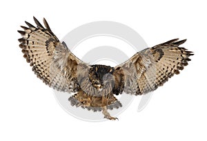 Eurasian Eagle-Owl, Bubo bubo