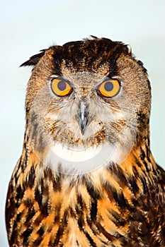 Eurasian Eagle Owl Bubo bubo