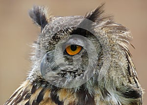 Eurasian Eagle Owl / Bubo Bubo