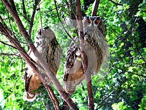 Eurasian eagle-owl (Bubo bubo)