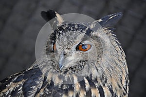 Eurasian eagle-owl (Bubo bubo)