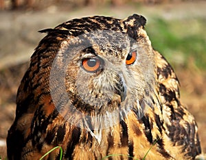 Eurasian eagle-owl (Bubo bubo)