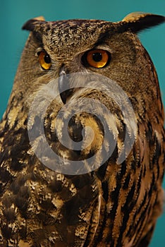 Eurasian Eagle Owl (Bubo bubo)