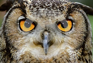 Eurasian Eagle Owl (Bubo bubo)