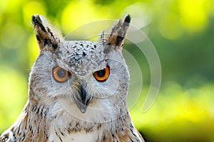 Eurasian Eagle Owl (Bubo bubo)