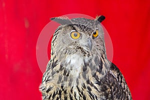The Eurasian eagle-owl (Bubo bubo)