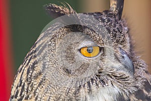 The Eurasian eagle-owl (Bubo bubo)