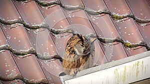 Eurasian eagle-owl (Bubo bubo)