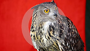 The Eurasian eagle-owl (Bubo bubo)