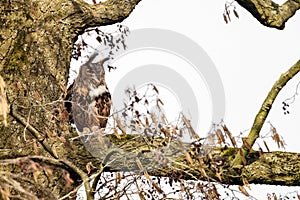 The Eurasian eagle-owl (Bubo bubo)