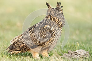 The Eurasian eagle-owl (Bubo bubo)