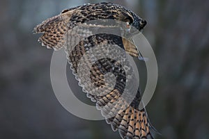 The Eurasian eagle-owl (Bubo bubo)