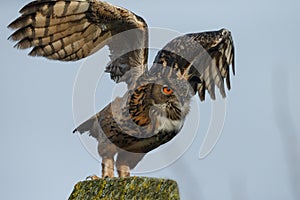 The Eurasian eagle-owl (Bubo bubo)