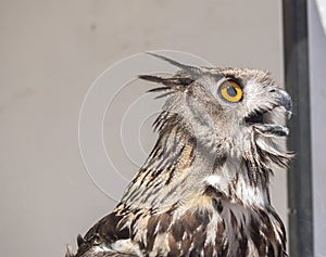 Eurasian Eagle-Owl, Bubo bubo