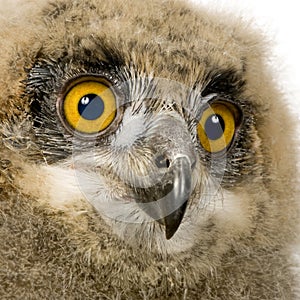 Eurasian Eagle Owl - Bubo bubo (6 weeks)