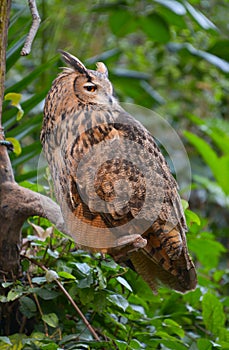 The Eurasian eagle-owl (Bubo bubo)