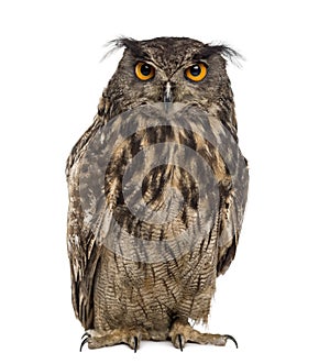 Eurasian eagle-owl (Bubo bubo)