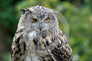 Eurasian Eagle-Owl (Bubo bubo)