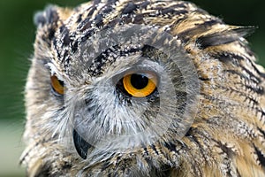 Eurasian Eagle-Owl (Bubo bubo)