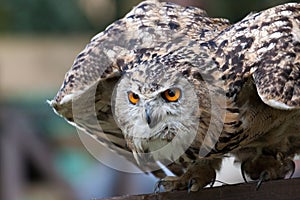 Eurasian Eagle-Owl (Bubo bubo)