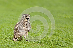 Eurasian Eagle Owl (Bubo bubo)