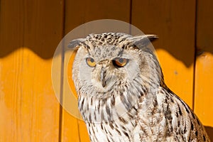 Eurasian Eagle Owl (Bubo bubo)