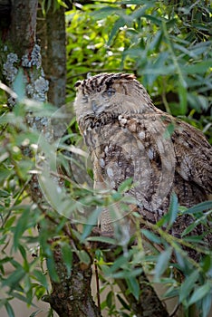 Eurasian eagle owl Bubo bubo