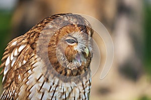 Eurasian Eagle Owl - Bubo bubo big owl