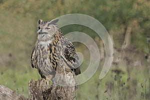 Eurasian Eagle-Owl Bubo bubo on branch. Bokeh background. Noord Brabant in the Netherlands.