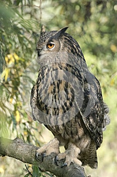 Eurasian Eagle-Owl Bubo bubo on branch. Bokeh background. Noord Brabant in the Netherlands.