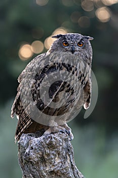 Eurasian Eagle owl Bubo bubo on a branch at sunsrise.