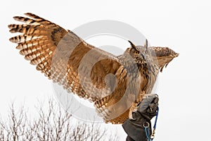 Eurasian Eagle Owl Bubo Bubo in captivity spreading wings perched on a falconer`s hand, falconry