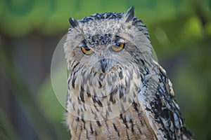 Eurasian eagle owl, bubo bubo, close-up
