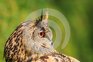 Eurasian eagle-owl Bubo bubo close up portrait