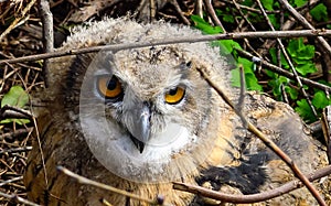 The Eurasian eagle-owl (Bubo bubo), close-up of a young bird in the zoo, Ukraine