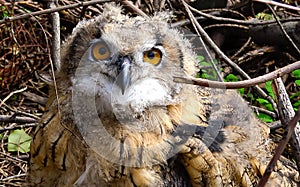 The Eurasian eagle-owl (Bubo bubo), close-up of a young bird in the zoo, Ukraine