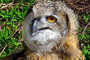 The Eurasian eagle-owl (Bubo bubo), close-up of a young bird in the zoo, Ukraine