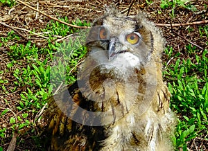 The Eurasian eagle-owl (Bubo bubo), close-up of a young bird in the zoo, Ukraine