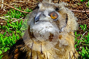 The Eurasian eagle-owl (Bubo bubo), close-up of a young bird in the zoo, Ukraine